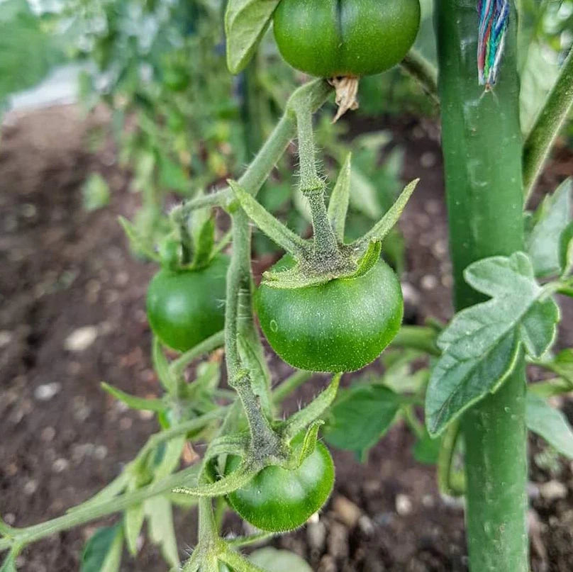 GreenSpire Piquets de Jardin Ultra-Résistants